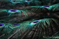 /album/naturaldreamphotography/img-3070bearbeitet-kopie-jpg/